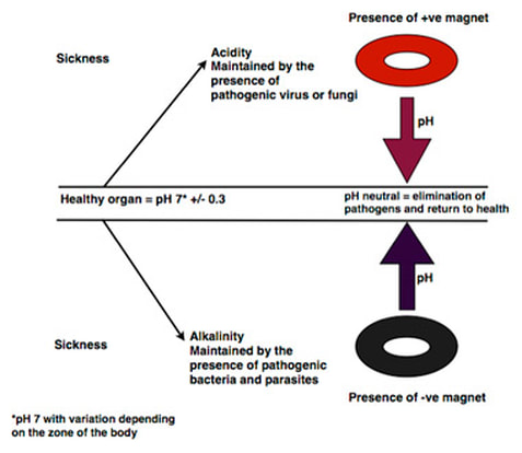 Diagram of biomagnetic function of magnets